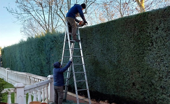 galería de imágenes de Deam Garden Jardineros