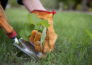 Servicios de jardinería de Dream Garden